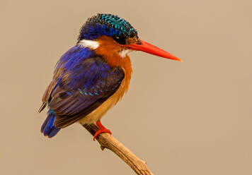 Malachit-Eisvogel auf einem Ast, Seitenansicht, Krüger-Nationalpark, Südafrika - CUF51504