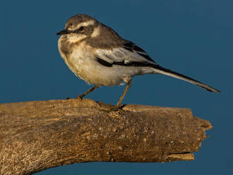 Mountain wagtail perched on tree branch, side view, Kruger National park, South Africa - CUF51506
