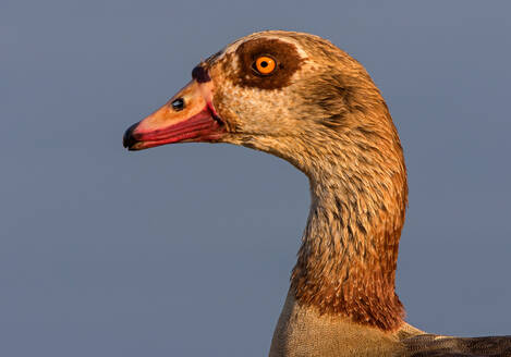 Ägyptische Gans vor blauem Himmel, Seitenansicht, Kruger National Park, Südafrika - CUF51514