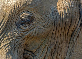 Afrikanischer Elefant, Vollbild-Nahaufnahme des Gesichts, Kruger National Park, Südafrika - CUF51517