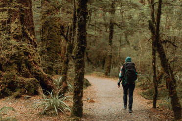 Hiker exploring forest, Queenstown, Canterbury, New Zealand - ISF21891