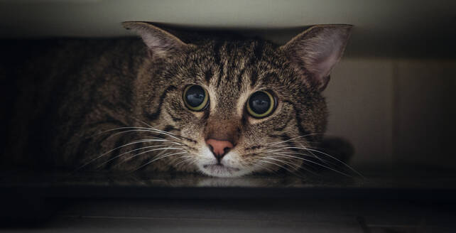 Portrait of tabby cat hiding under wardrobe - MAMF00769