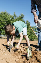 Grandfather and grandson planting vegetables in the field - JRFF03388