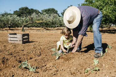 Großvater und Enkelin pflanzen Gemüse auf dem Feld - JRFF03393