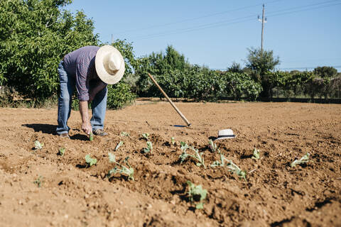 Ein älterer Landwirt pflanzt Gemüse im Garten, lizenzfreies Stockfoto