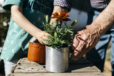 Großvater und Enkel pflanzen eine Blume in einen Metallblumentopf - JRFF03403