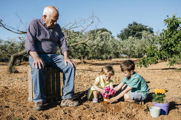 Großvater und Enkelkinder pflanzen eine Blume in den Garten - JRFF03407