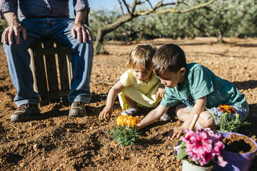 Großvater und Enkelkinder pflanzen eine Blume in den Garten - JRFF03408