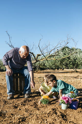 Großvater und Enkelkinder pflanzen eine Blume in den Garten, lizenzfreies Stockfoto