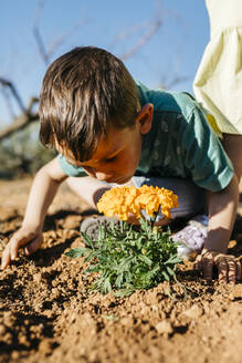 Junge riecht an einer kürzlich im Garten gepflanzten Zierblume - JRFF03410