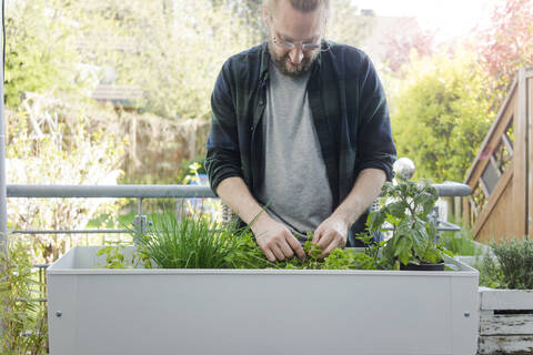 Mann pflegt Kräutergarten im Hochbeet, lizenzfreies Stockfoto