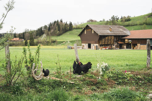 Freilaufende Hühner auf einem Bio-Bauernhof - FBAF00762