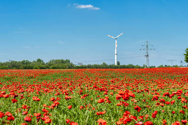 Poppy field with wind wheel and pylon in the background, Germany - FRF00847