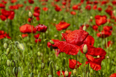 Rote Mohnblumen im Feld, Nahaufnahme - FRF00848