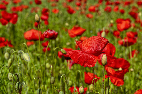 Rote Mohnblumen im Feld, Nahaufnahme - FRF00848