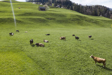 Kühe auf der Alpweide, Necker, Kanton St. Gallen, Schweiz - FBAF00811