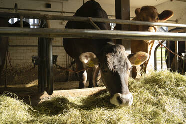Kühe im Stall - FBAF00813
