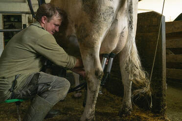 Landwirt melkt eine Kuh im Stall - FBAF00814