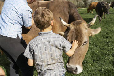 Mutter und Sohn versorgen die Kuh auf der Weide - FBAF00829