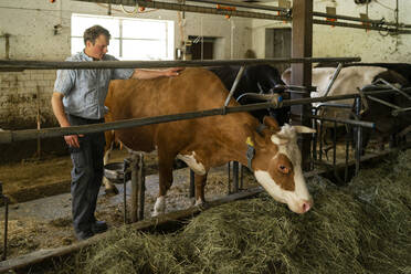 Landwirt pflegt Kuh im Stall - FBAF00830