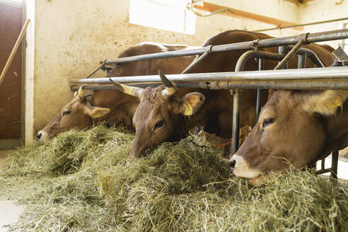 Kühe fressen Heu im Stall - FBAF00831