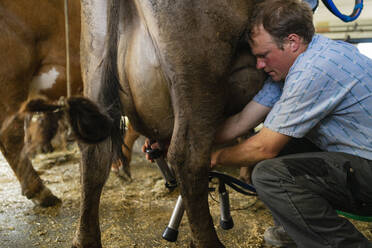 Farmer milking a cow in stable - FBAF00832