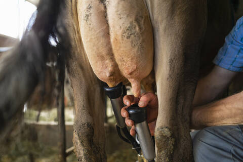 Landwirt melkt eine Kuh im Stall, lizenzfreies Stockfoto