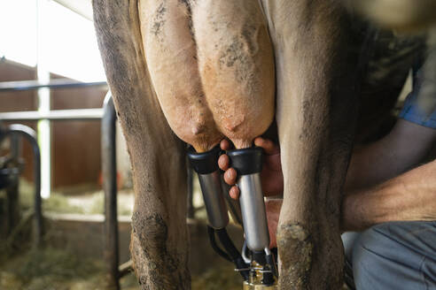 Landwirt melkt eine Kuh im Stall - FBAF00835