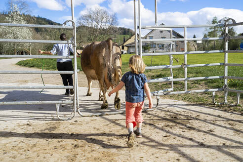 Tochter mit Mutter und Kuh auf einem Bauernhof - FBAF00838