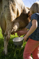 Farmer milking a cow on pasture watched by his daughter - FBAF00842