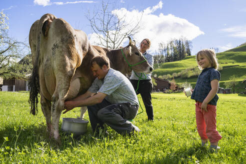 Landwirt mit seiner Familie beim Melken einer Kuh auf der Weide - FBAF00846