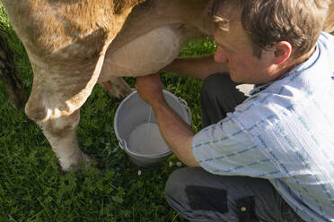 Landwirt melkt eine Kuh auf der Weide - FBAF00847