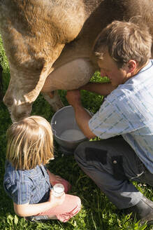 Landwirt melkt eine Kuh auf der Weide, beobachtet von seiner Tochter - FBAF00848