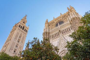 Cathedral of Seville and la Giralda, Seville, Spain - TAMF01575