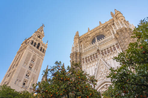 Kathedrale von Sevilla und La Giralda, Sevilla, Spanien - TAMF01575