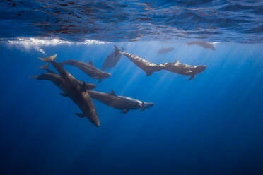 Pod of False killer whales, Revillagigedo Islands, Socorro, Baja California, Mexico - ISF21968