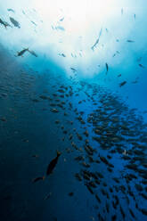 Fischschwarm, Revillagigedo-Inseln, Socorro, Baja California, Mexiko - ISF21971
