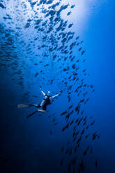 Taucher schwimmt mit Fischschwarm, Revillagigedo Inseln, Socorro, Baja California, Mexiko - ISF21973