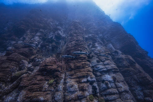 Weißspitzenhaie schwimmen entlang der Roca Partida, Revillagigedo Inseln, Socorro, Baja California, Mexiko - ISF21974