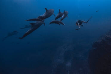 Mann beim Tauchen mit Delfinen, Revillagigedo Inseln, Socorro, Baja California, Mexiko - ISF21975