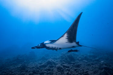 Giant Oceanic manta ray, Revillagigedo Islands, Socorro, Baja California, Mexico - ISF21978