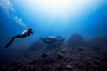 Female diver filming Giant Oceanic manta ray, two scalloped hammerheads in background, Revillagigedo Islands, Socorro, Baja California, Mexico - ISF21979