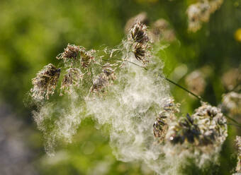 Nahaufnahme eines Spinnennetzes auf einer trockenen Pflanze im Wald, Bayern, Deutschland - SIEF08722