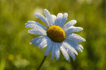 Close-up of wet white daisy blooming outdoors, Bavaria, Germany - SIEF08730