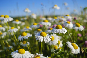 Close-up of wet white daisies blooming outdoors, Bavaria, Germany - SIEF08731