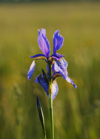 Nahaufnahme einer im Freien blühenden violetten Irisblüte, Bayern, Deutschland, lizenzfreies Stockfoto