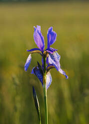 Nahaufnahme einer im Freien blühenden violetten Irisblüte, Bayern, Deutschland - SIEF08732