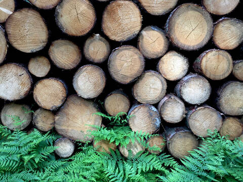 Holzstruktur,Deutschland, lizenzfreies Stockfoto