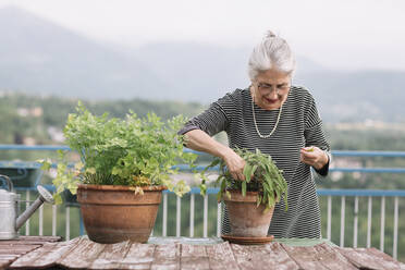 Ältere Frau mit Topfpflanzen auf ihrer Dachterrasse, Belluno, Italien - ALBF00901