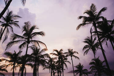 Low angle view of silhouette palm trees at beach against sky during dusk, Sri Lanka - LHPF00723